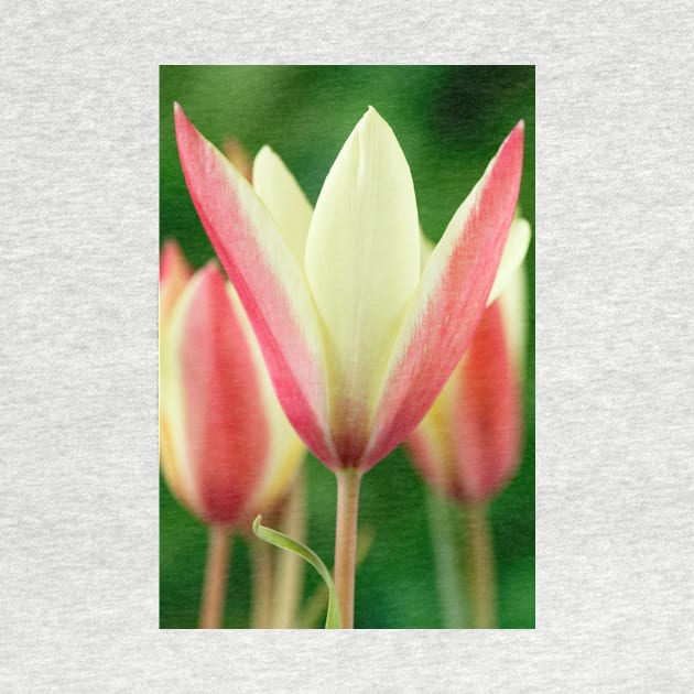 Tulipa clusiana  'Cynthia'  AGM  Lady tulip  Miscellaneous tulip by chrisburrows